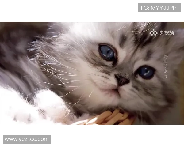 姚明与他的猫咪一起享受美好时光猫咪的美味鱼餐引发的趣事